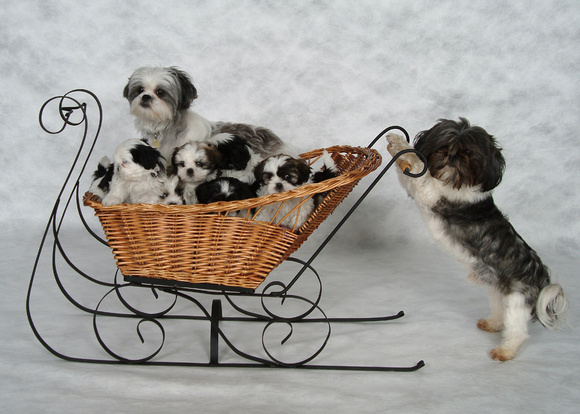 Mommy Dog & 6 Puppies being pushed in a sleigh by the Daddy Dog