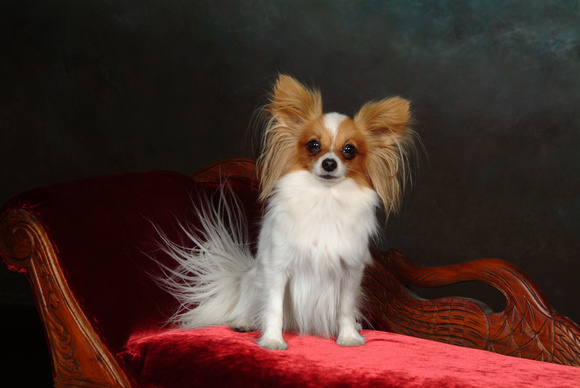 A most beautiful portrait of a dog with amazing hair