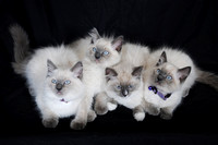 Four Siamese Cats
