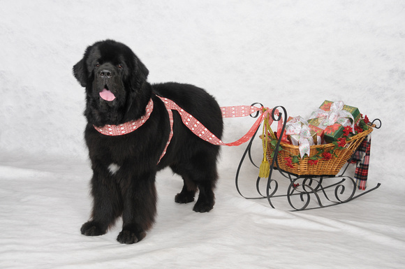 Huge dog pulling sleigh