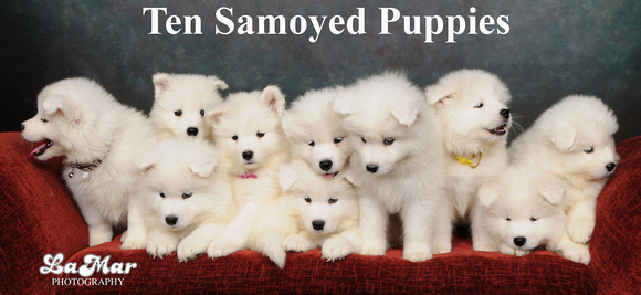 10 Samoyed Puppies
