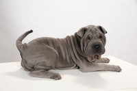 Wrinkly Puppy
