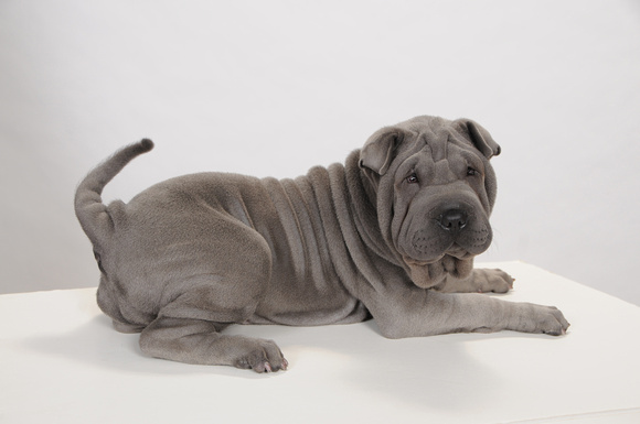Wrinkly Puppy