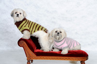 Sweet pups in sweaters